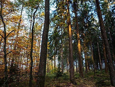 Waldumbau Schrobach-Wälder Bünzau