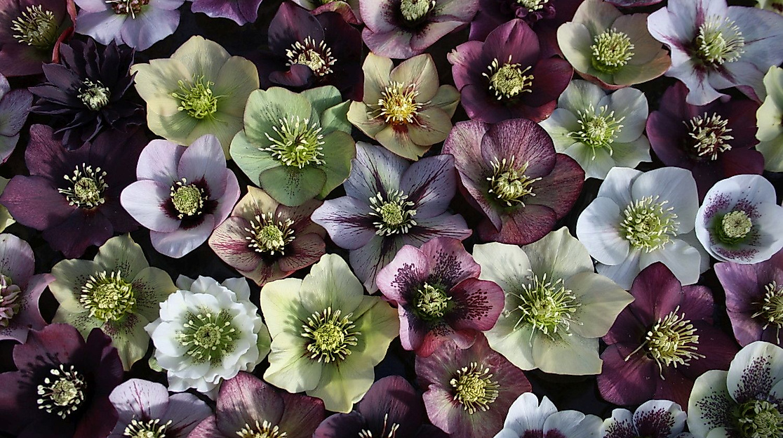 Zauberhafte Helleborus - Wingster Lenszrosentage
