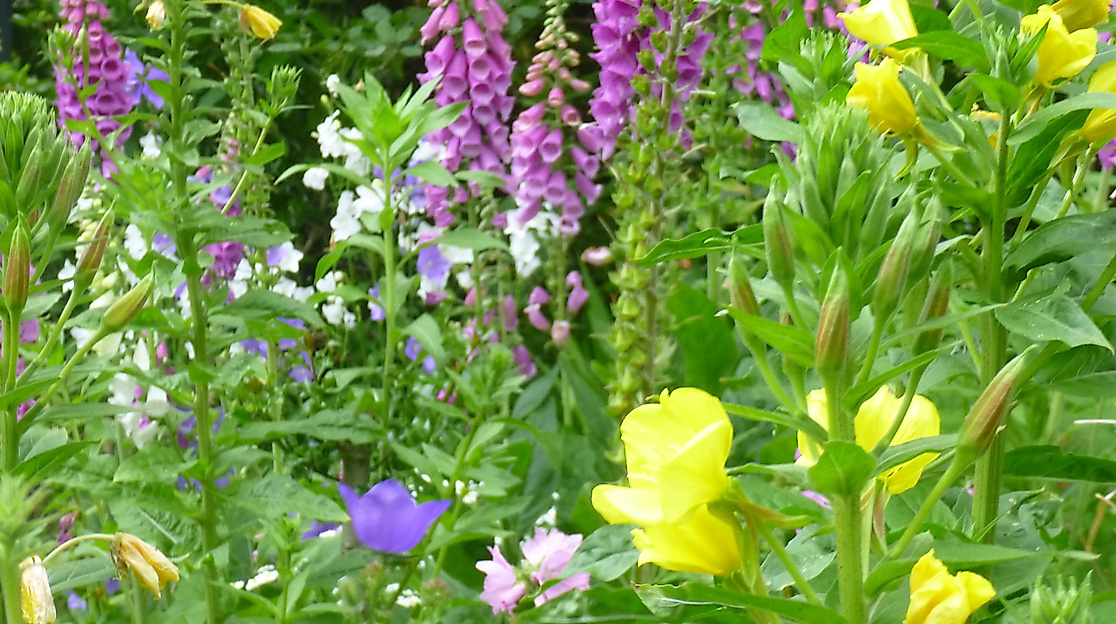 Blütenpracht im Naturgarten beschnitten