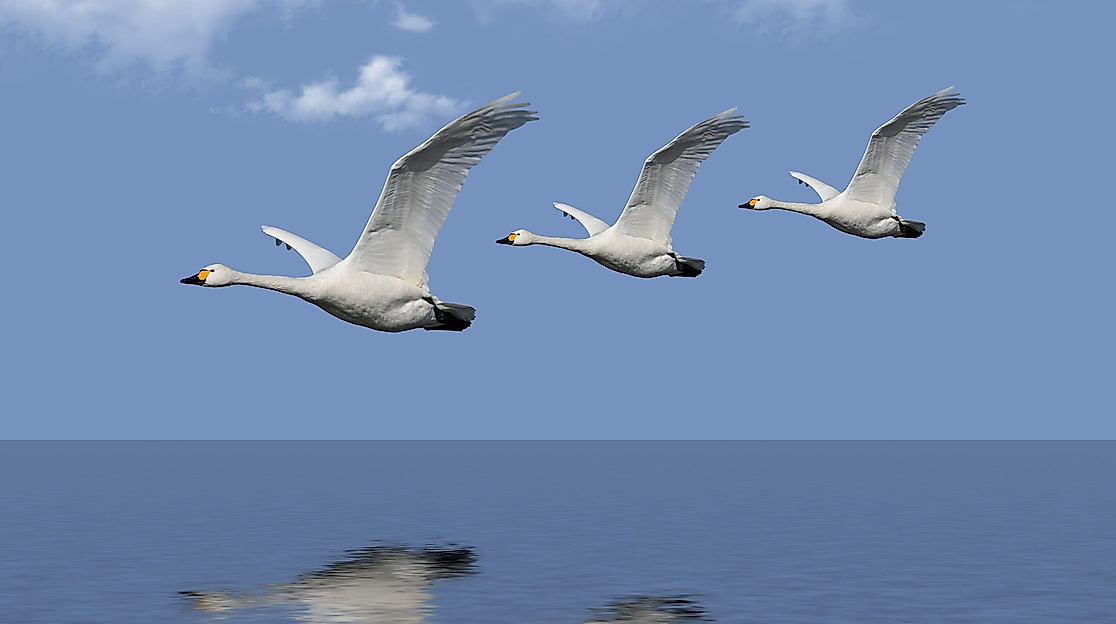 bird-g715dbcc95_1920