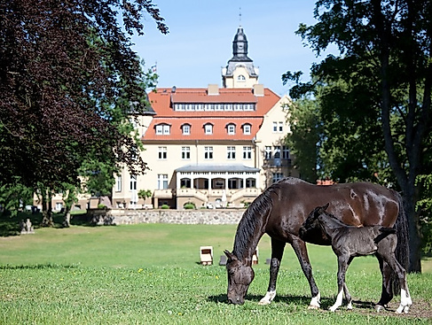 Gestüt Schloss Wendorf mit Führung