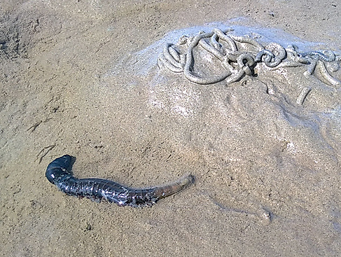 Wattwanderung "Bielshövensand"