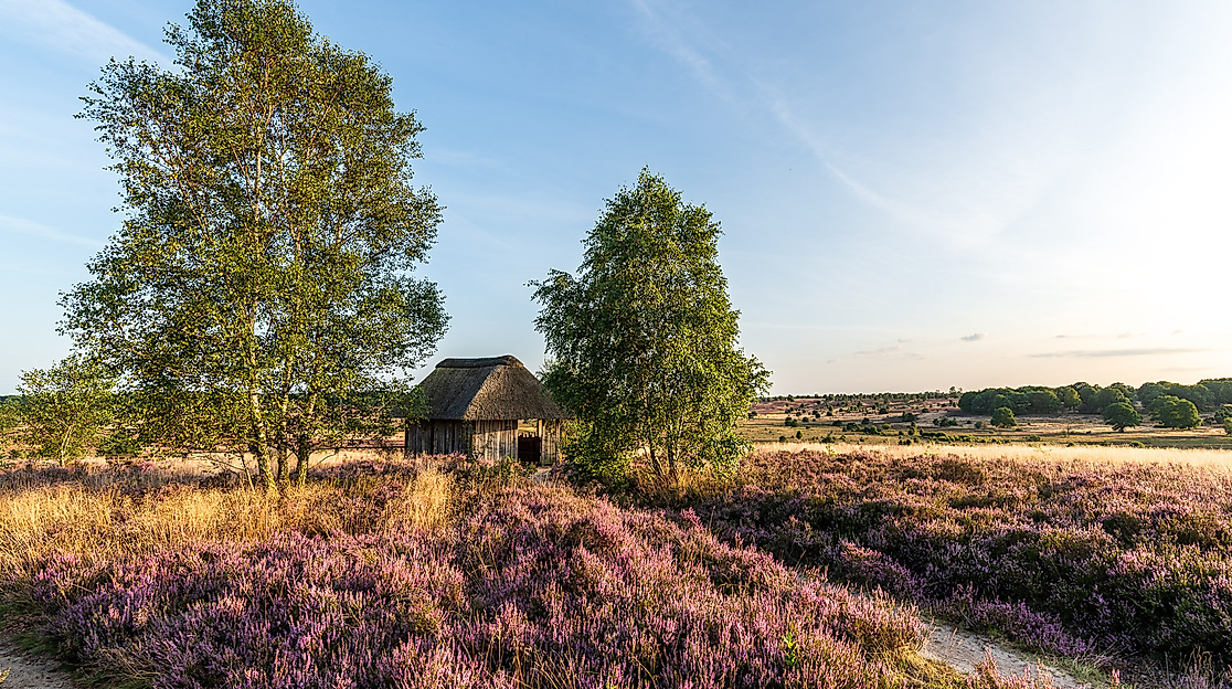 Fotowalk - Heide im Abendlicht
