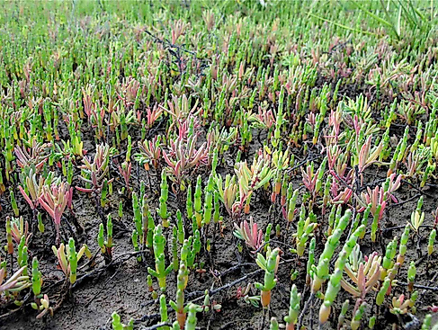 Salzwiesenführung - In Neptuns Vorgarten