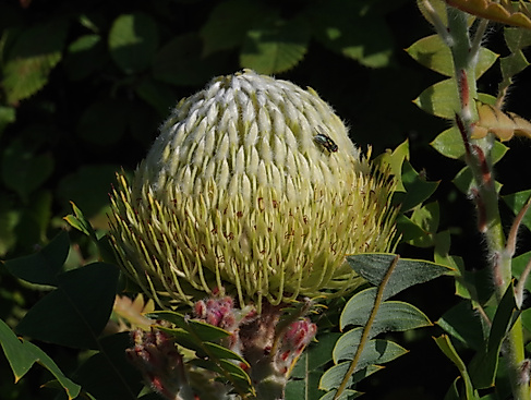 Vogelnest Banksie