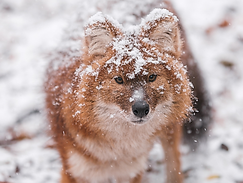 Bild Wintersafari (1)