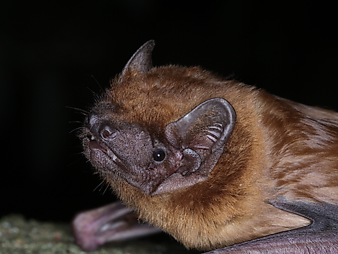 Fledermaus-Safari in Bad Segeberg