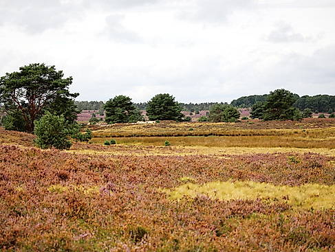 Herbstwanderung auf der Heideschleife Wilseder Berg