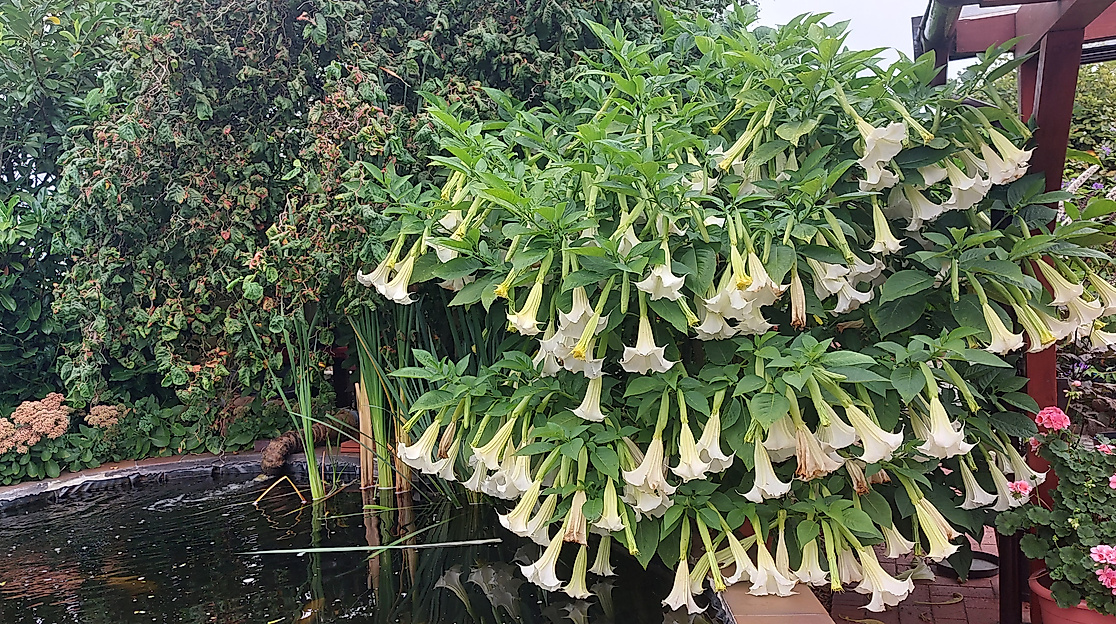 Engelstrompeten am Teich im Garten Hengmith