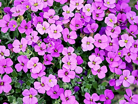 Offener Garten 2026 - Kehdingbruch