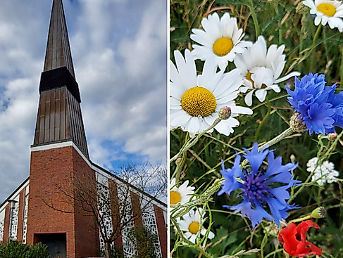 linke Hälfte St. Johanneskirche von außen, rechte Hälfte Blumen auf Wiese