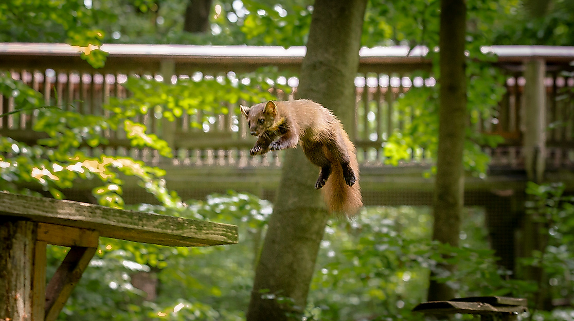 Baummarder können fast 2 m weit springen.