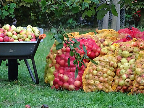 Apfelerntetag in Breidings Garten Soltau