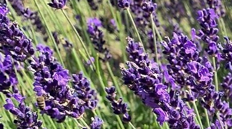 Destillations-Workshops - Workshop: Lavendel-Destillation