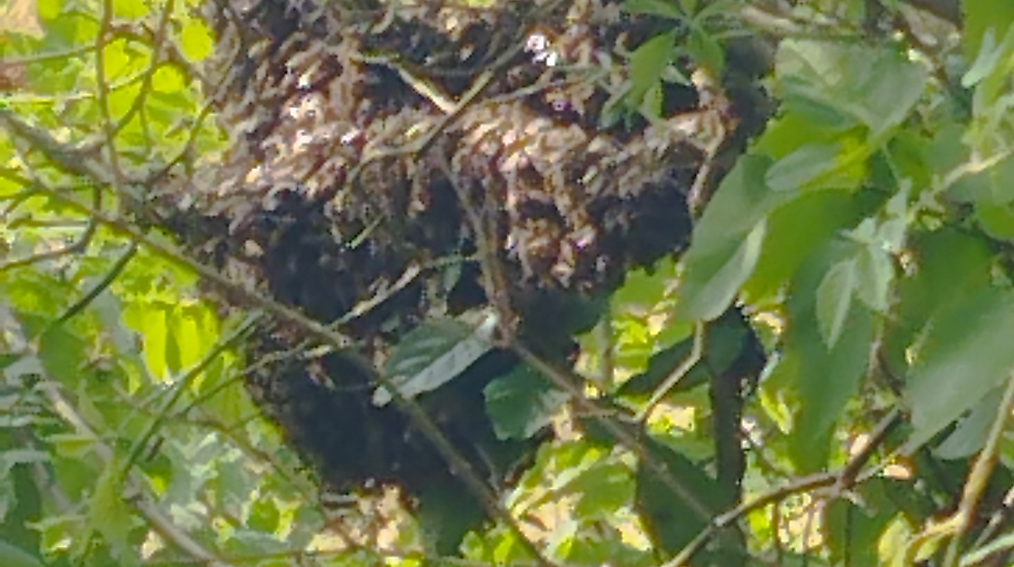 Bienenschwarm