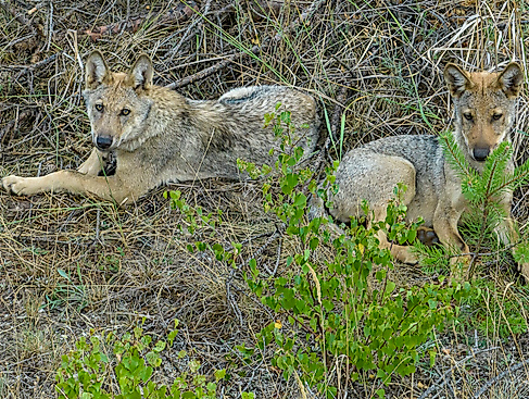Geheime Welt der Tiere - Unter Wölfen
