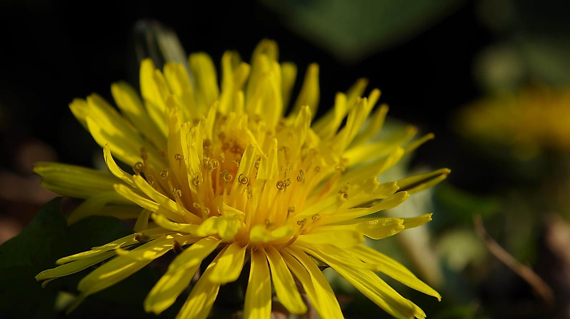 Ein Butterblümchen - der Löwenzahn