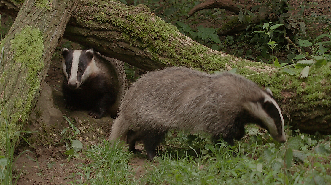 Dachse - Unsere unbekannten Nachbarn