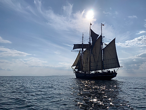 Albatros