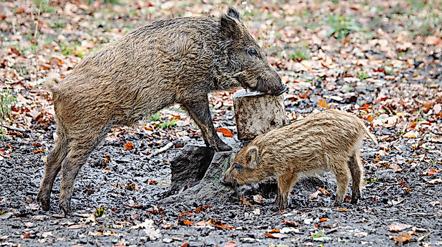 Kinder-Ausflug ,,Wildschweingatter"