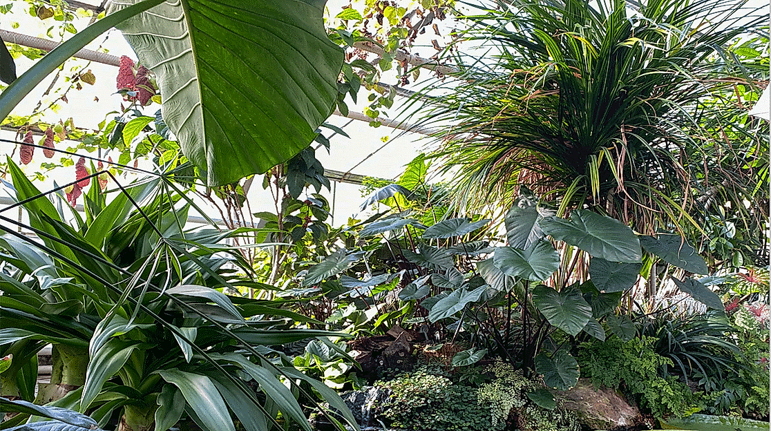 Tropengewächshaus