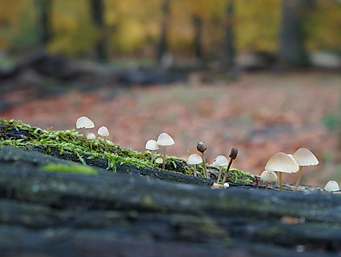 Pilzwanderung am Heidschnuckenweg