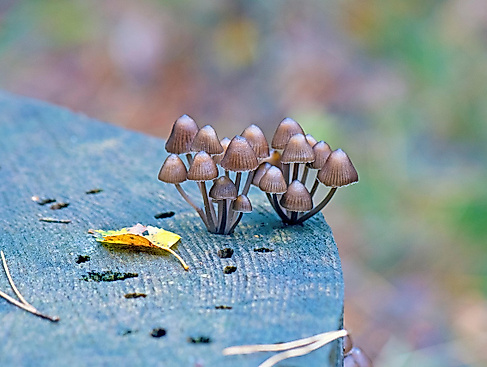 mushrooms-7511086_1280