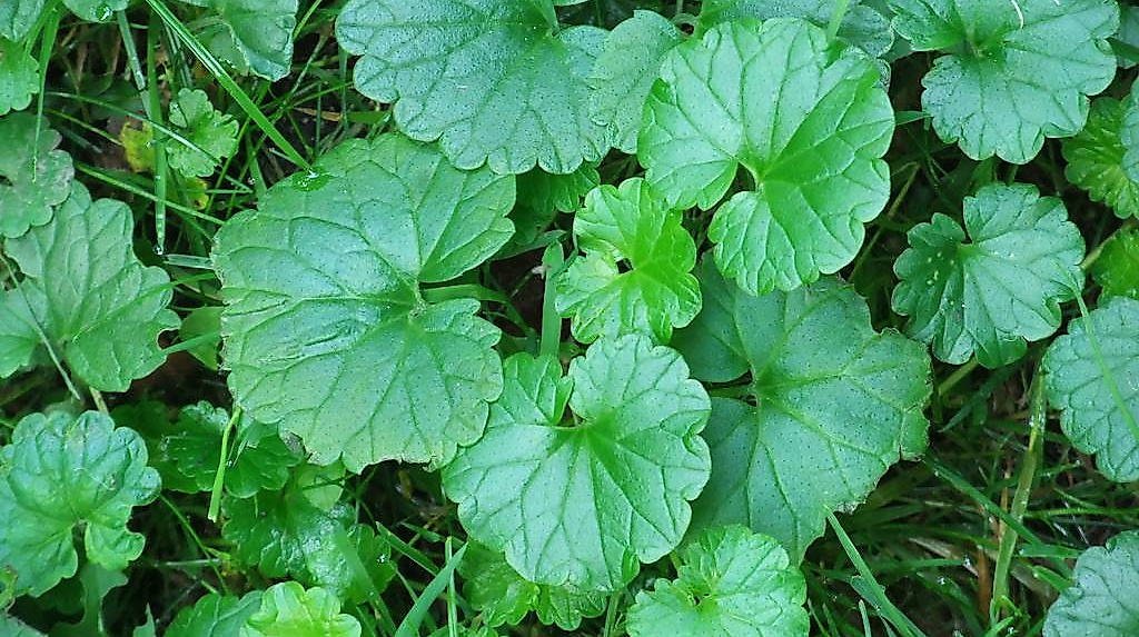 gundermann_dscf0854_1024_x_768