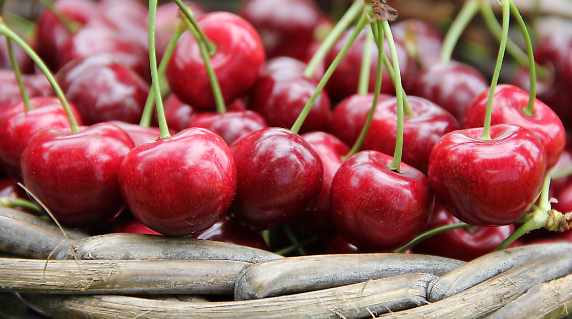 altes-land_kirschen_c-2017-tourismusverein-altes-land-ev