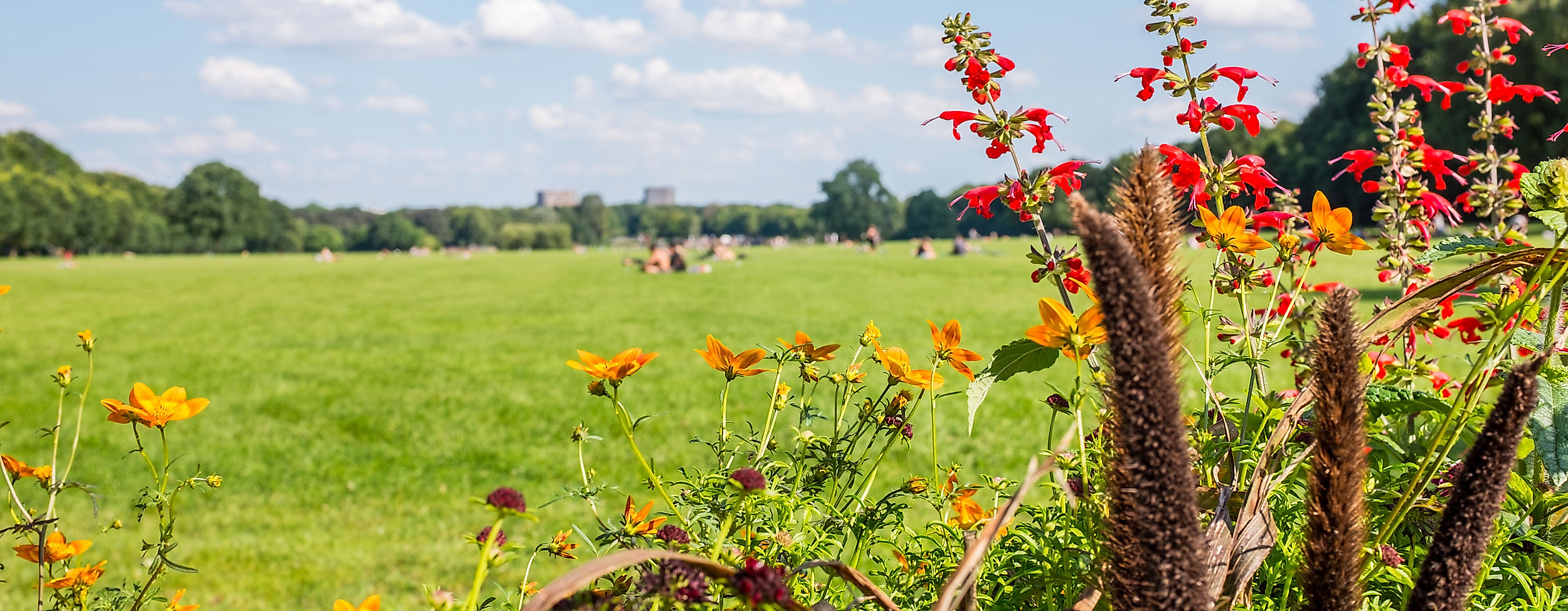 Blühende Sommerblumen am Rand einer großen Wiese im Hamburger Stadtpark unter blauem Himmel