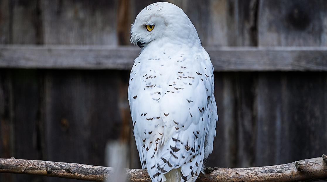 Schneeeule