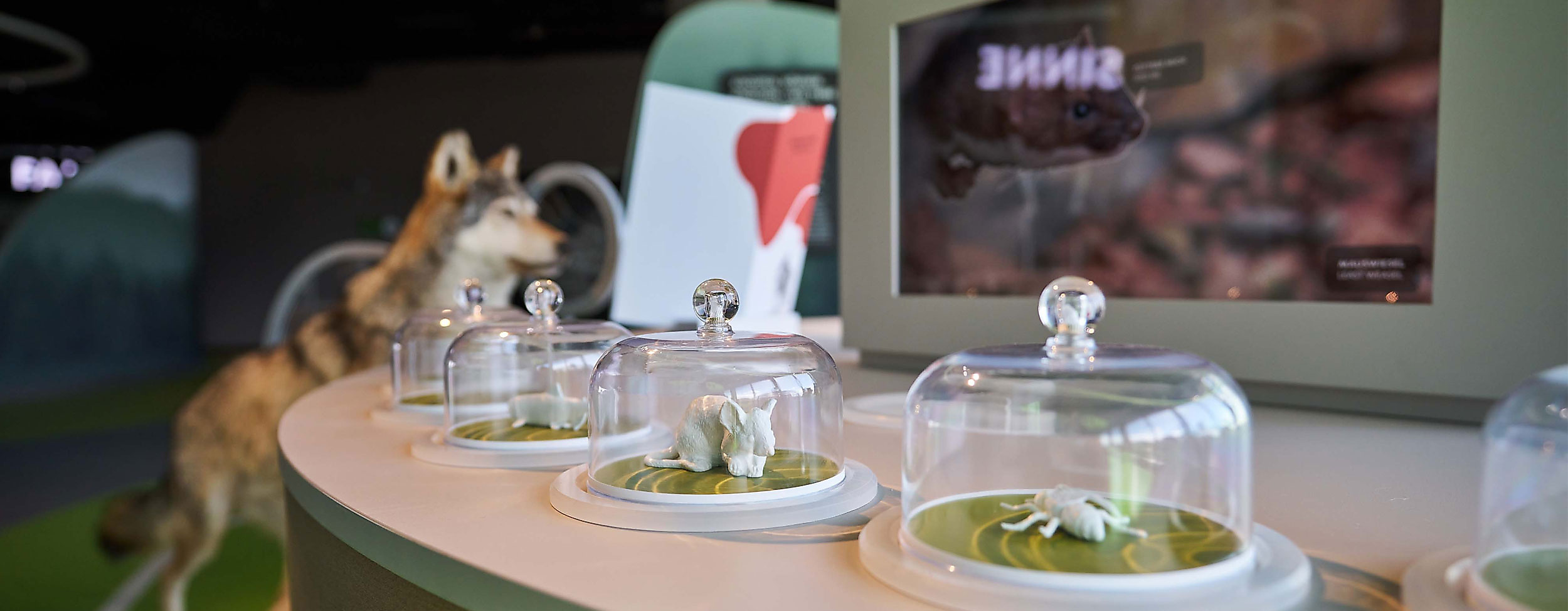 poi-botschaftderwildtiere_deutsch-wildtier-stiftung_christian_brandes-00691--2500x1500