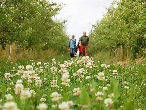 Öffentliche Obsthofwanderung auf dem Herzapfelhof