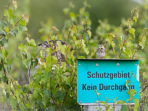 Baumpieper