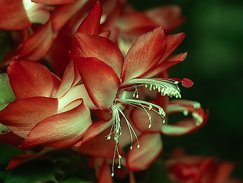 WeihnachtskaktusIMGP2423