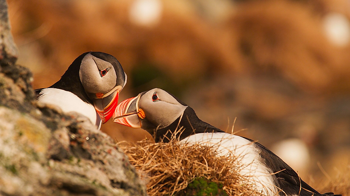 Photo 2 18_Puffins_flirting