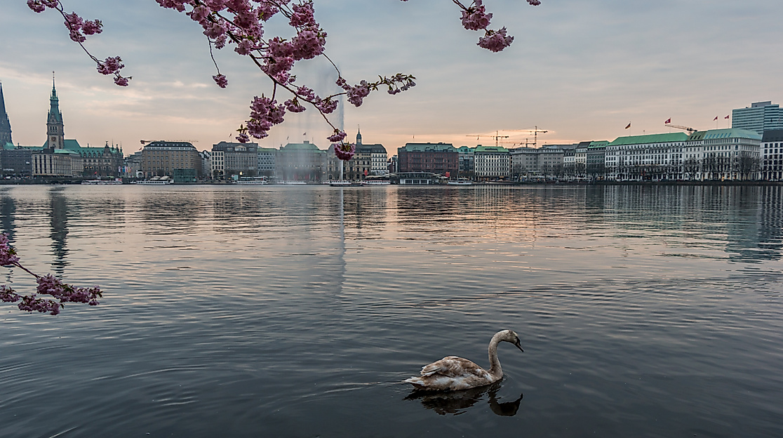 Japanese Cherryblossom Festival