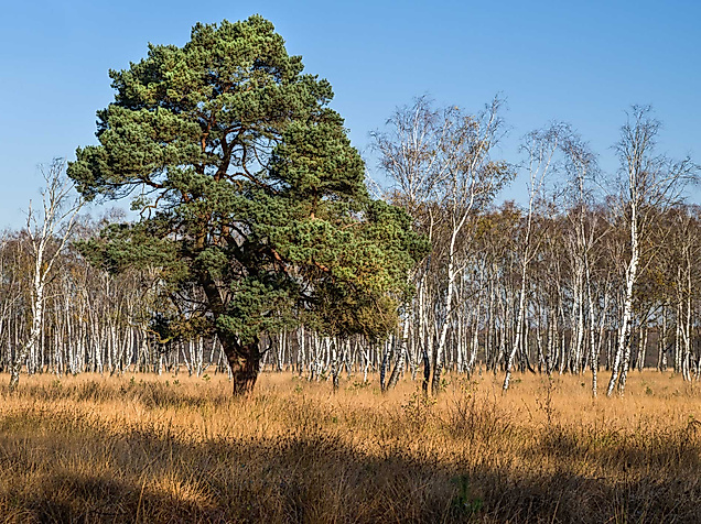 duvenstedter-brook-c-adobestock-carl-juergen-bautsch-301772957