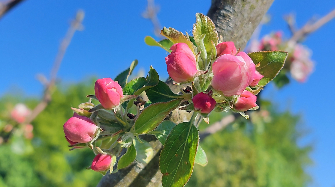 Apfelblüten kurz vorm Aufblühen