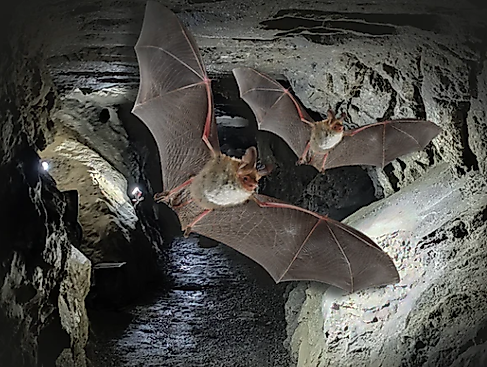 Führung durch die Kalkberghöhle