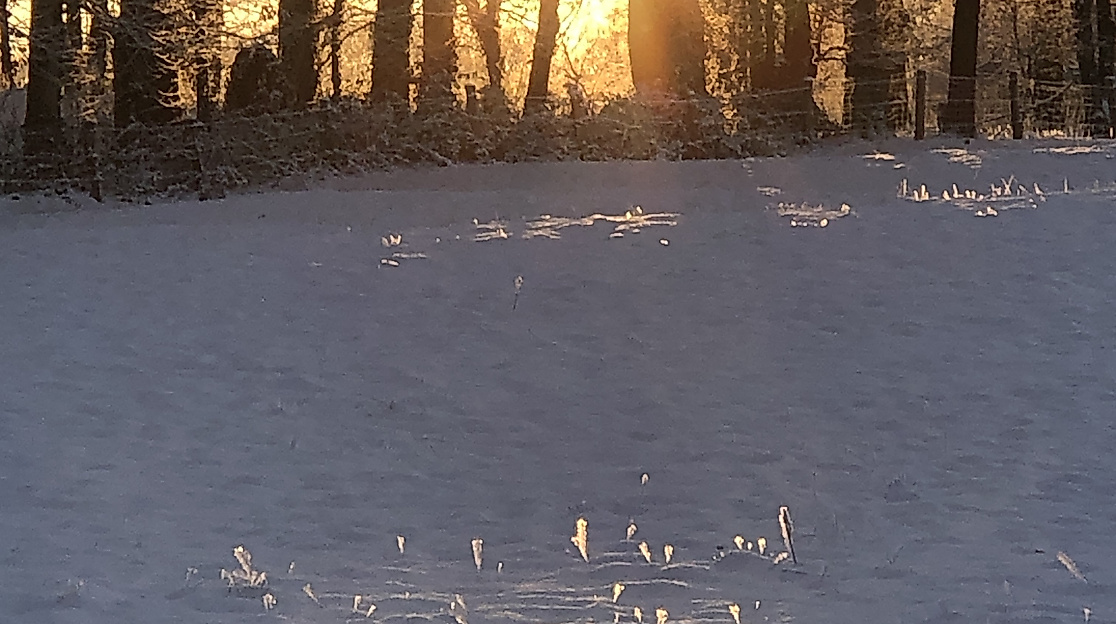 2024_12_24 Töns5 Weihnachten