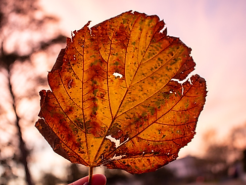 Herbstvergnügen