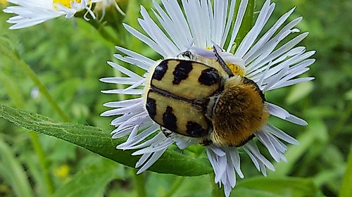 Gartenkinder