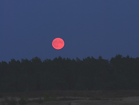 Vollmondwanderung auf dem Heidschnuckenweg - Tütsberg