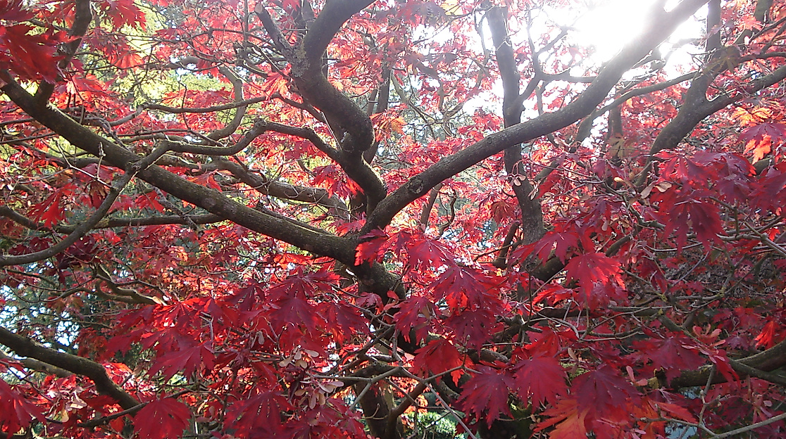 Baum im Herbst