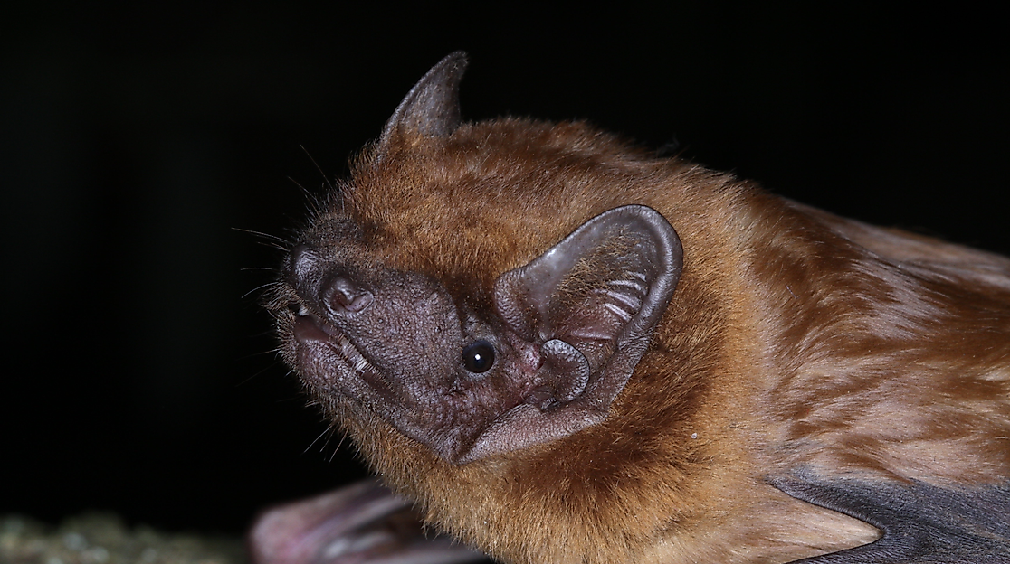 Fledermaus-Safari in Bad Segeberg