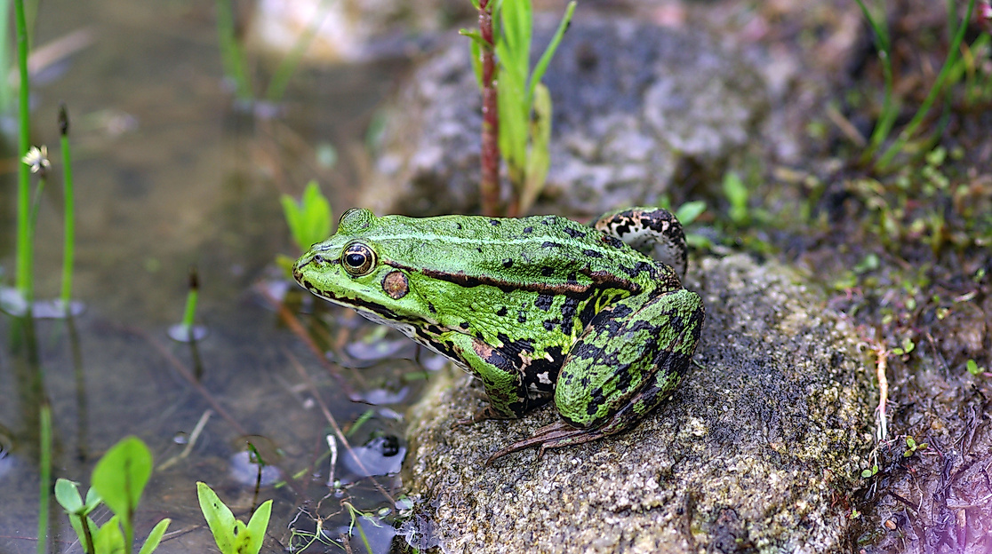 Frosch im Naturgarten Radtke