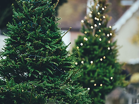 Weihnachtsbäume aufstellen und schmücken