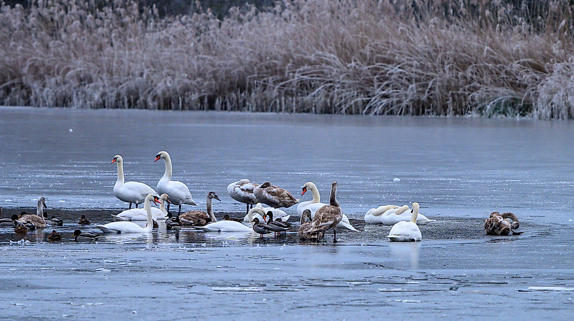 Winsen_Meißendorfer_Teiche_Winter_CC0_karjetta_20250114_40