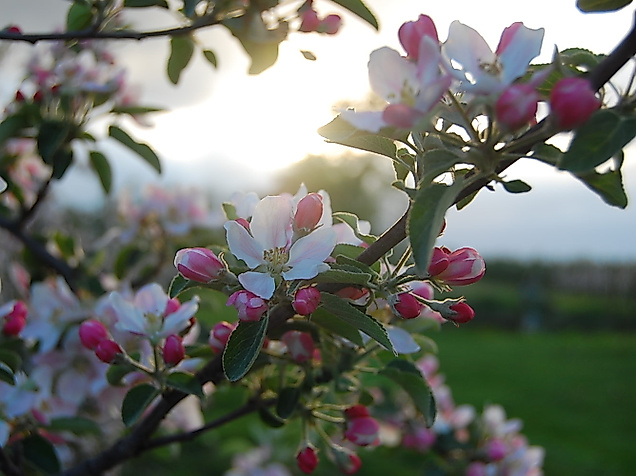 altes-land_apfelbluete-c-tourismusverein-altes-land-ev_1